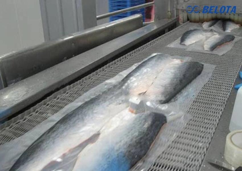 Cấu tạo băng tải mổ nội tạng cá