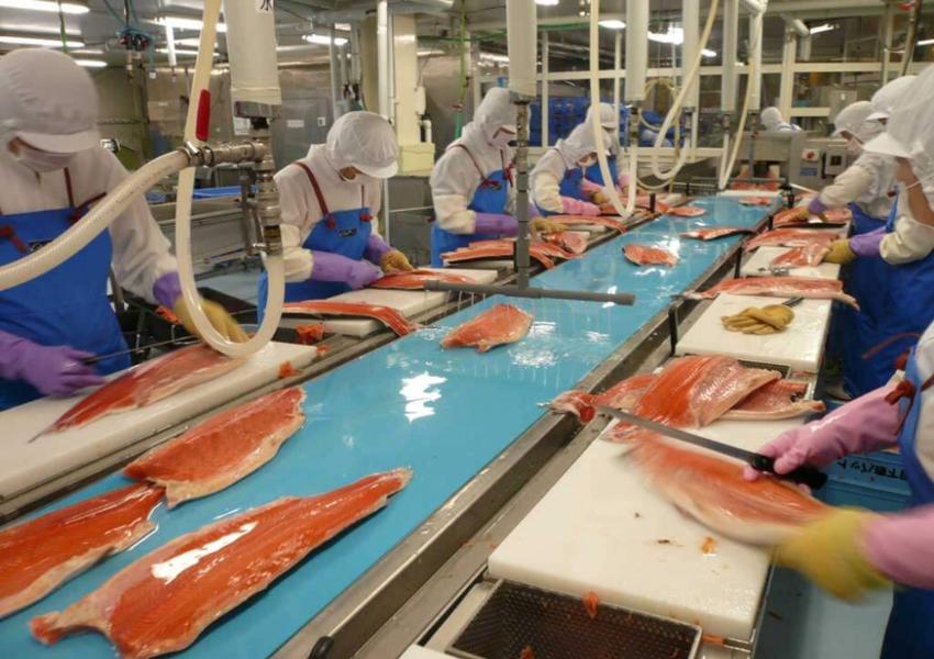Đặc điểm băng tải mổ nội tạng cá