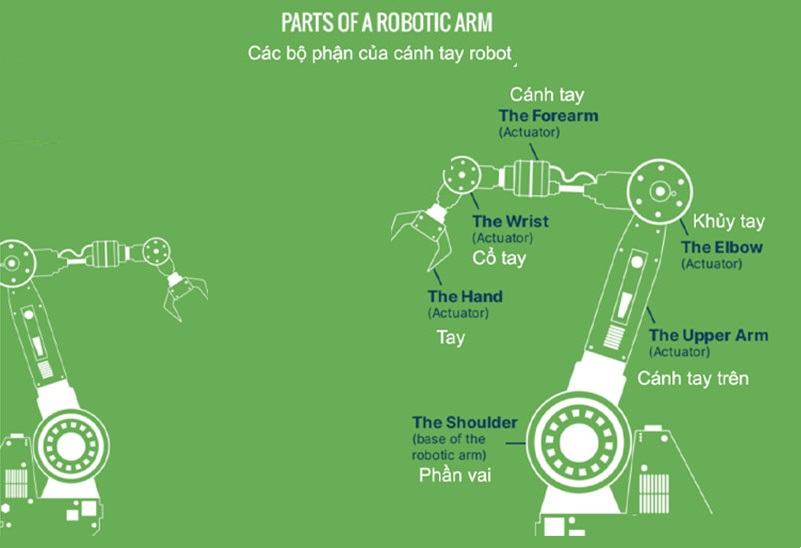 Bộ phận cánh tay